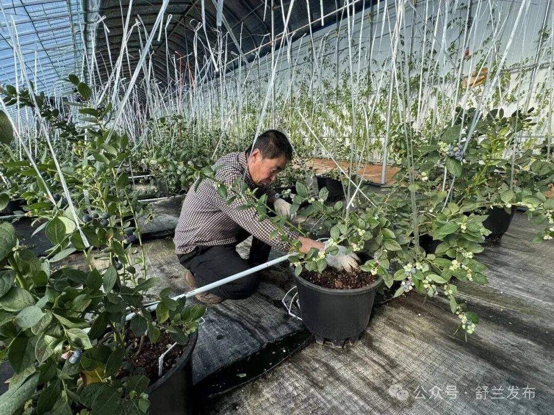 新春走基层丨舒兰：智慧农业育出&ldquo;甜蜜果&rdquo;