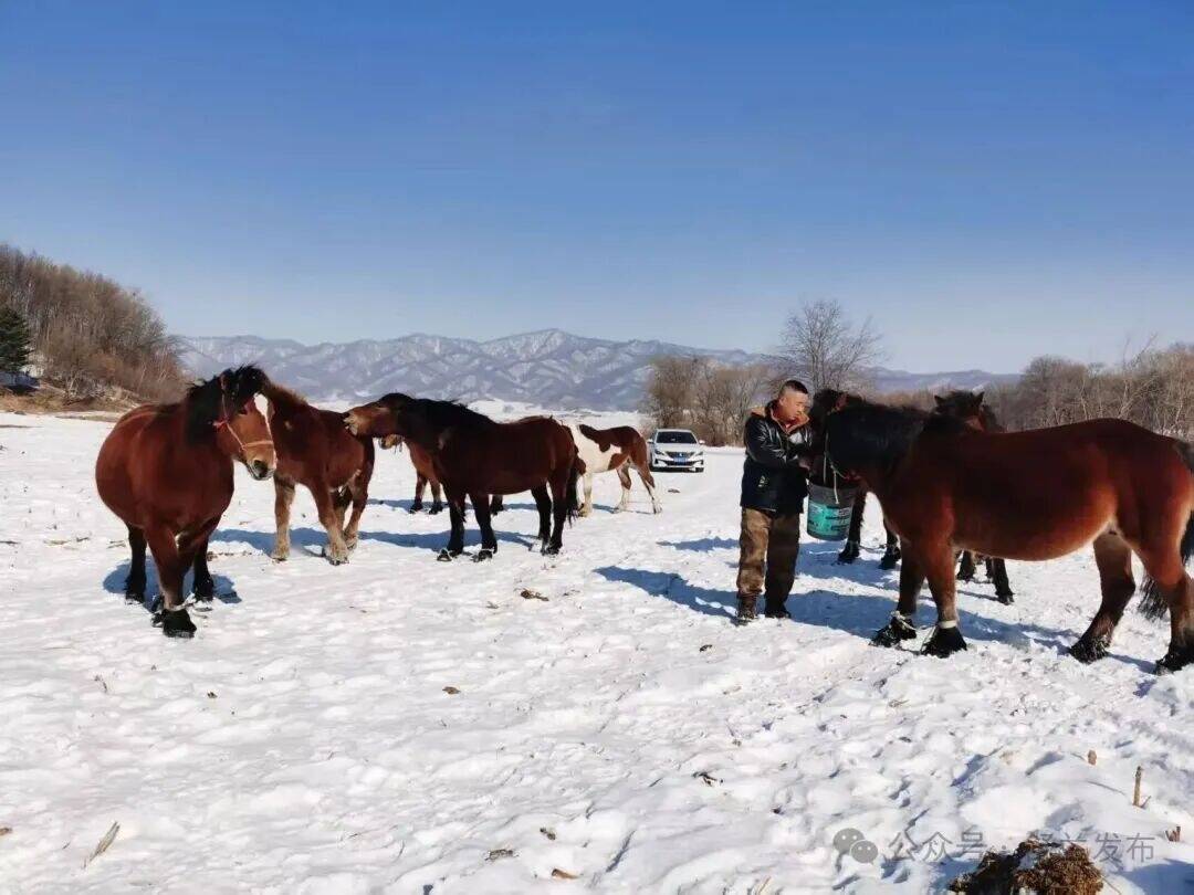 2026新春走基层丨舒兰市五滴村：骏马踏出致富途