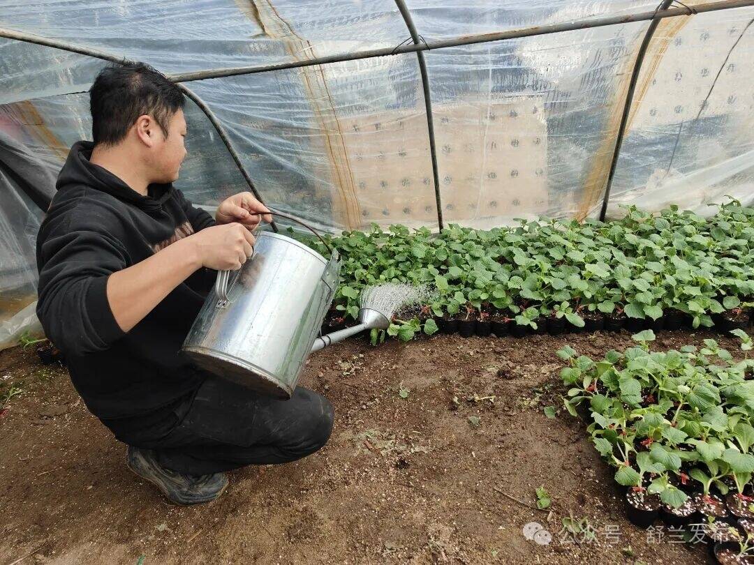 2026新春走基层丨舒兰市新旭村：早春棚暖瓜苗壮