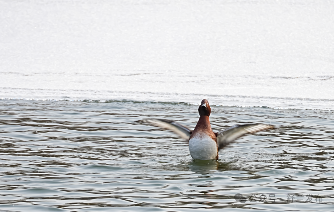 舒兰九龙山森林公园现珍稀水鸟&ldquo;同框&rdquo;