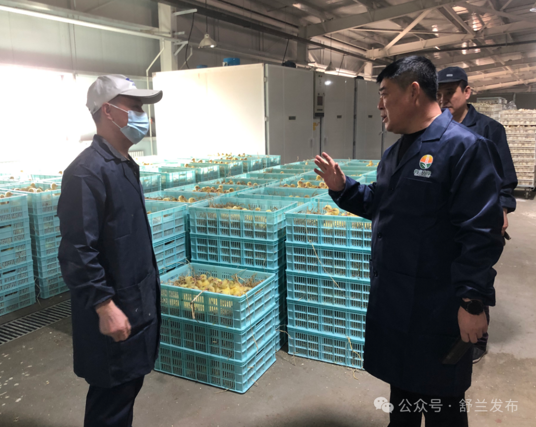 舒兰市农投公司启动白鹅鹅雏孵化工作