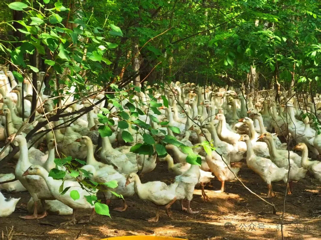 全链护航！舒兰市发布新&ldquo;鹅十条&rdquo;