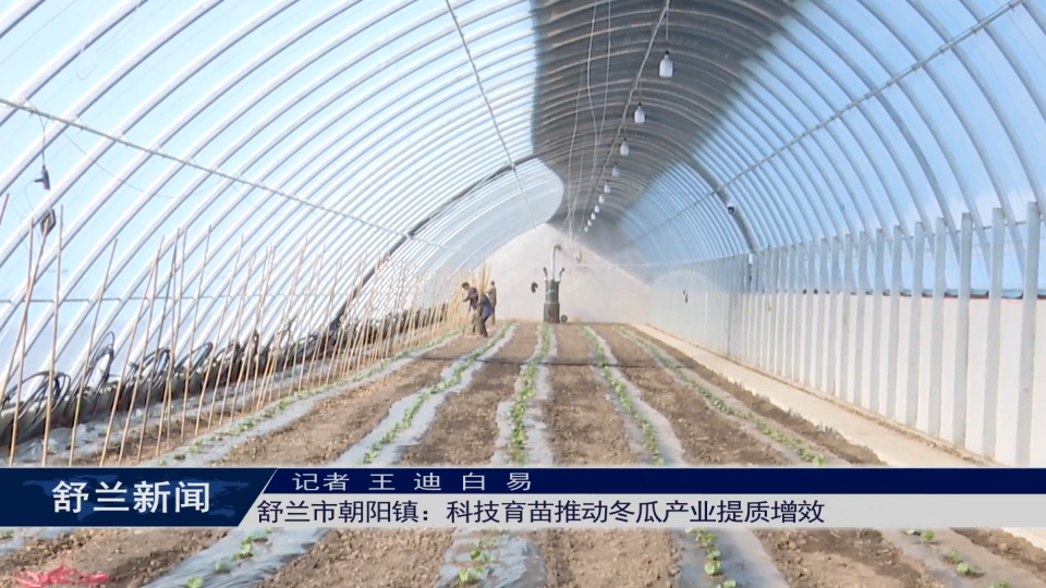 舒兰市朝阳镇：科技育苗推动冬瓜产业提质增效