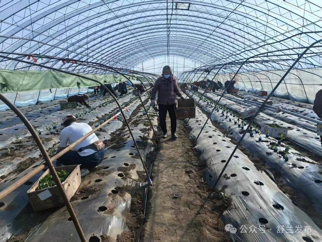 舒兰白旗香瓜抢抓农时移栽忙