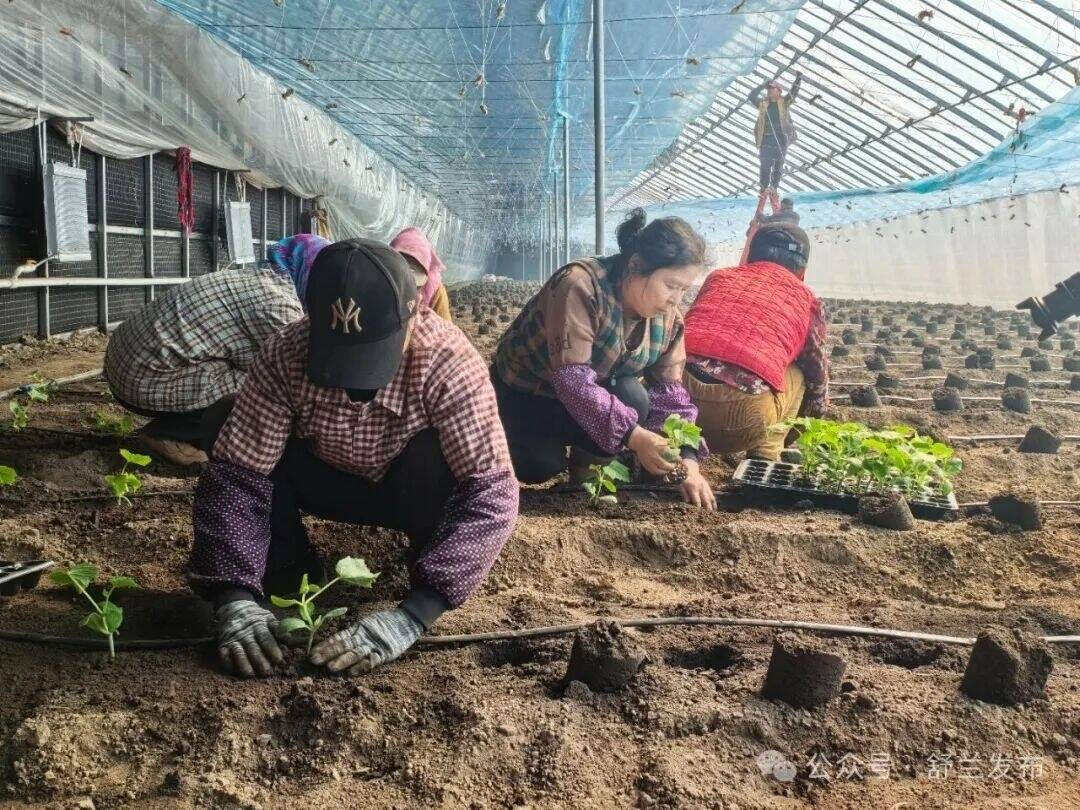 舒兰市法特镇：棚膜产业促振兴