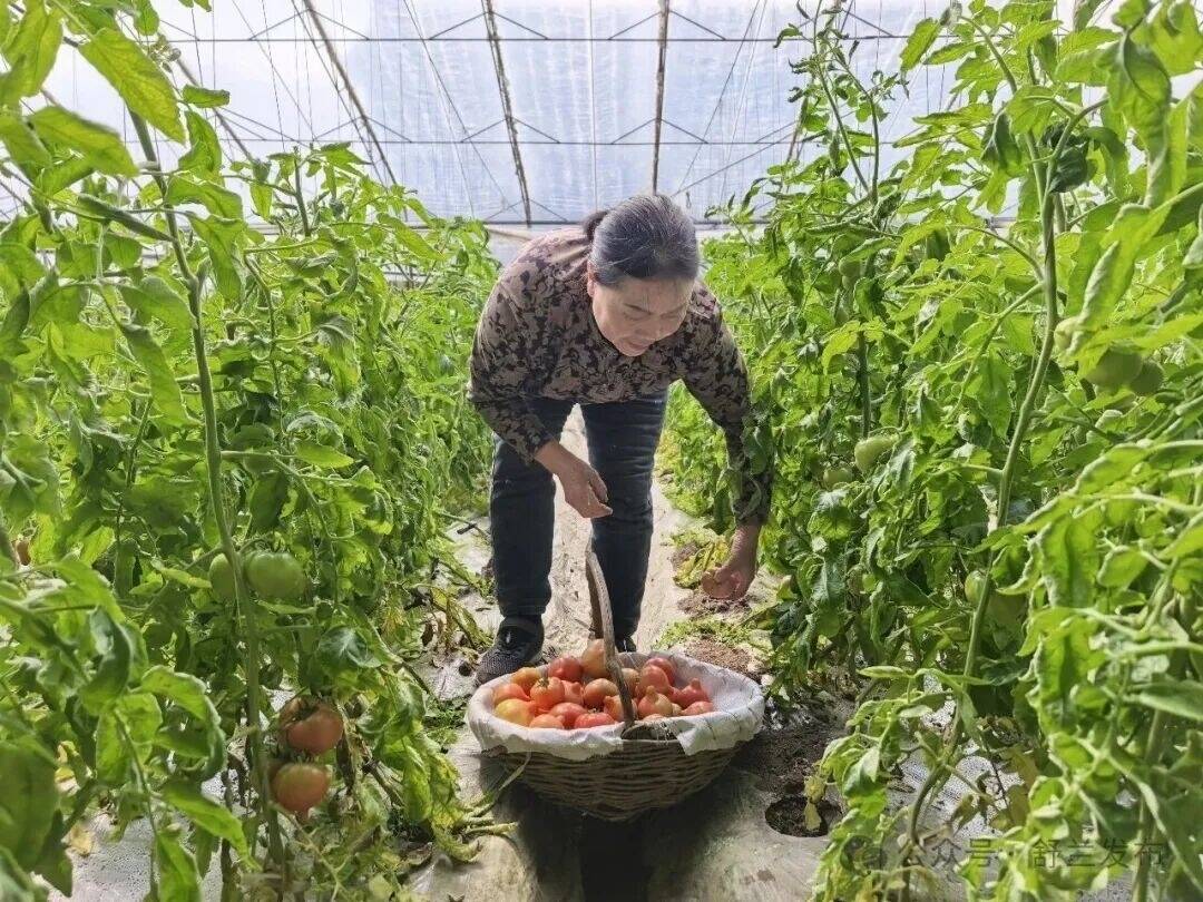 舒兰：春日鲜柿红满棚 产业兴村富路宽