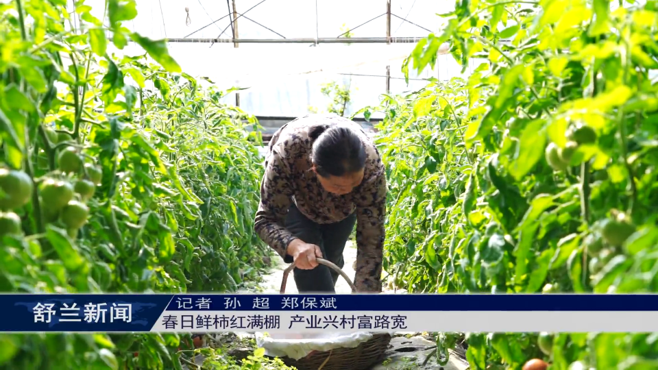 春日鲜柿红满棚 产业兴村富路宽