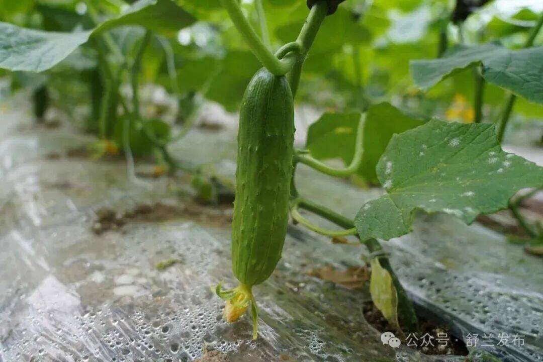 舒兰市首批朝阳黄瓜新鲜上市
