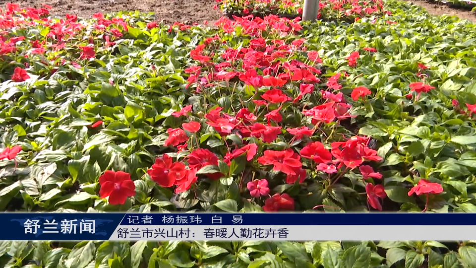 舒兰市兴山村：春暖人勤花卉香