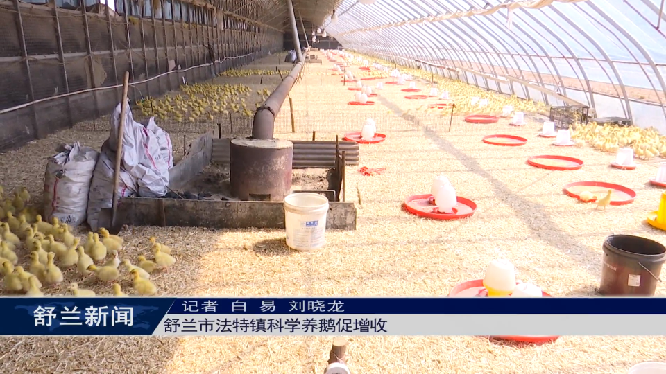 舒兰市法特镇科学养鹅促增收