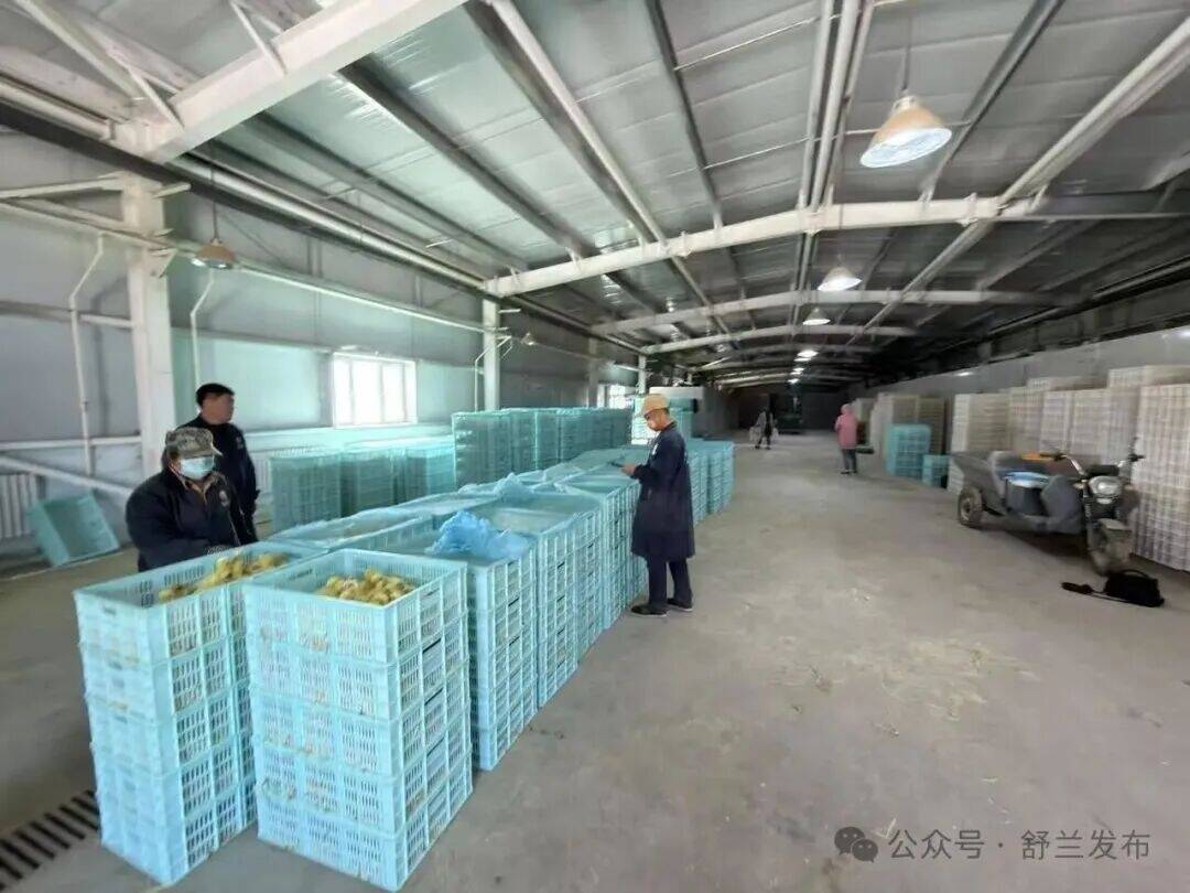 小鹅&ldquo;排队出厂&rdquo; 舒兰市农投公司孵化基地2026年首批鹅雏出栏