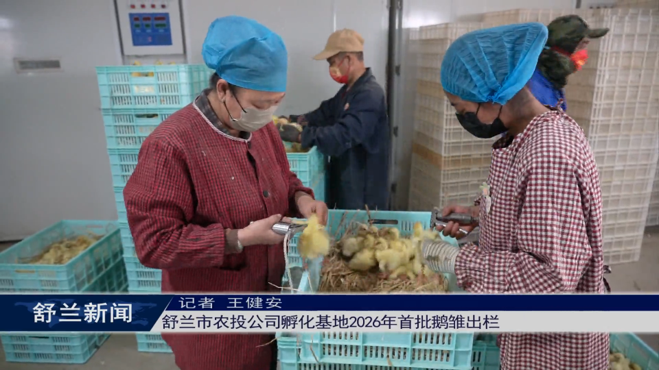 舒兰市农投公司孵化基地2026年首批鹅雏出栏