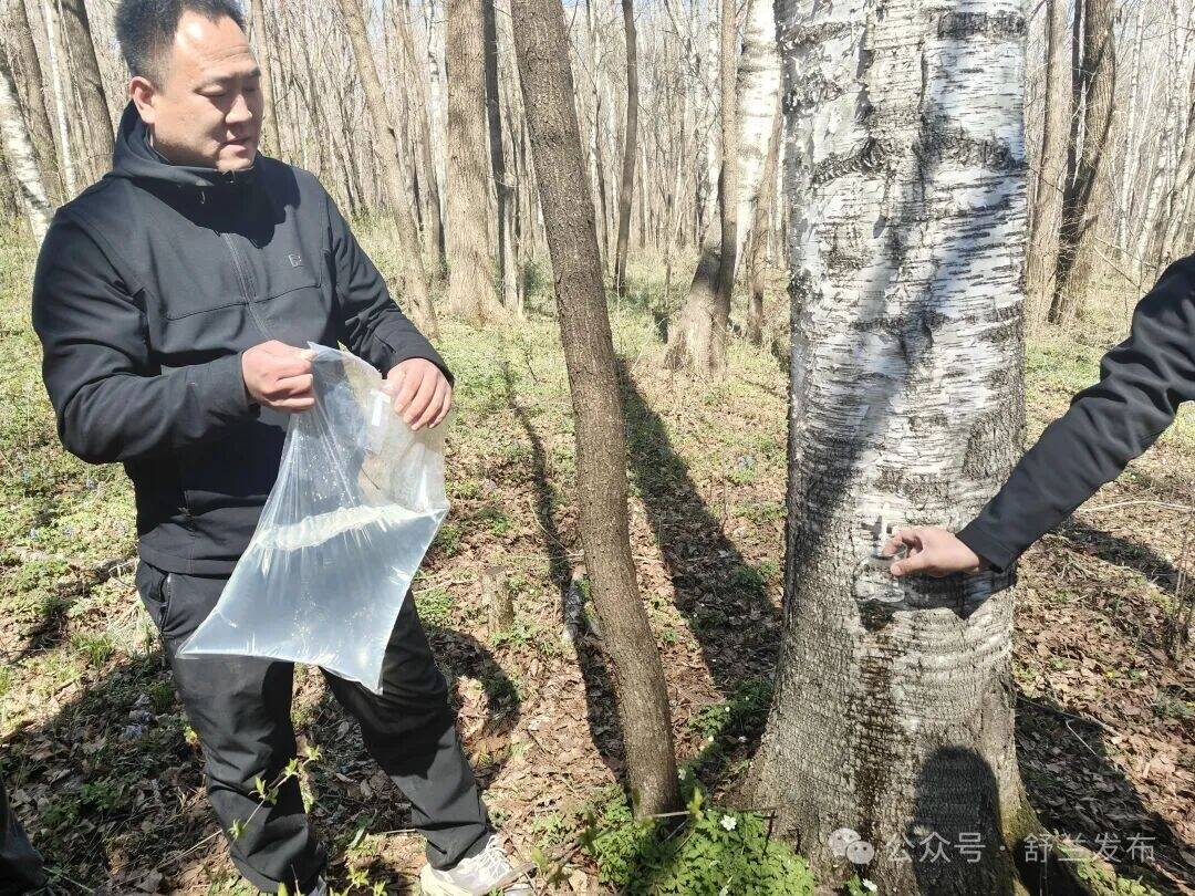 生态赋能 舒兰市新安乡白桦树汁产业助力乡村振兴