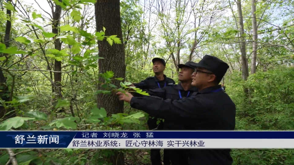 新舒兰&middot;工匠魂丨舒兰林业系统：匠心守林海 实干兴林业