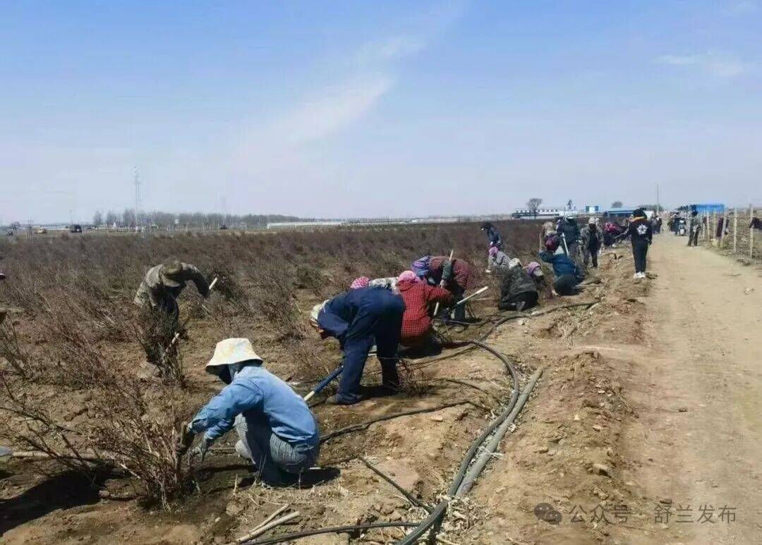 舒兰市白旗镇：春日蓝莓管护忙
