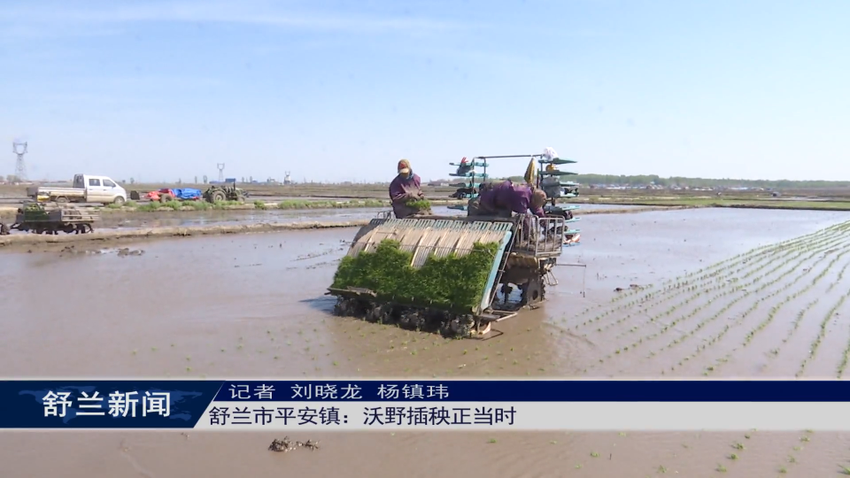 舒兰市平安镇：沃野插秧正当时