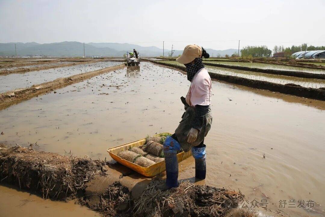 水田染绿，人勤秧壮&mdash;&mdash;舒兰糯稻插秧正忙