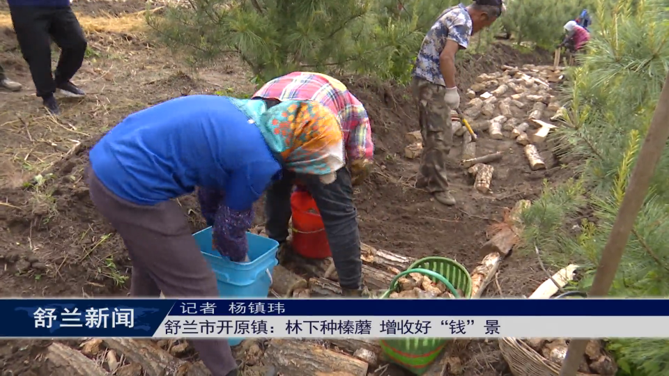 舒兰市开原镇：林下种榛蘑 增收好&ldquo;钱&rdquo;景