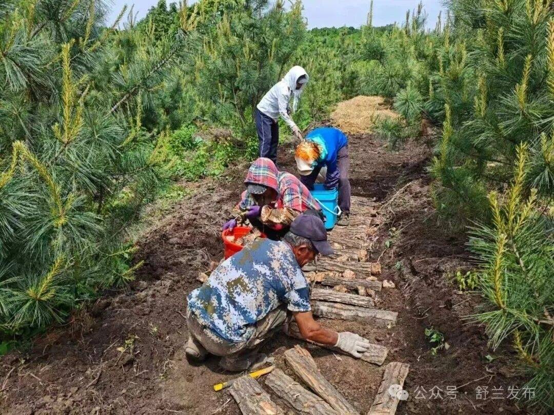 舒兰市开原镇：林下种榛蘑 增收好&ldquo;钱&rdquo;景