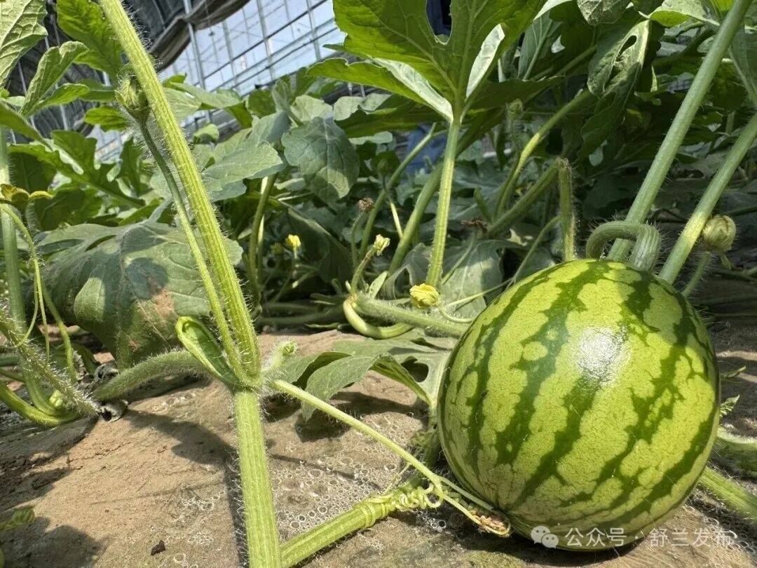 甜到你心里！舒兰这个村的西瓜即将上市