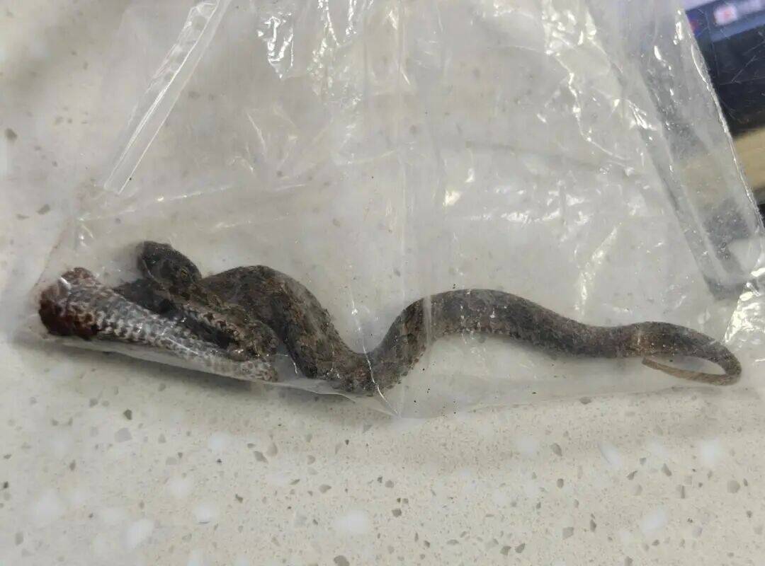 大妈在菜地被毒蛇咬伤，用泥块当场将蛇打死，带蛇就医，医生提醒