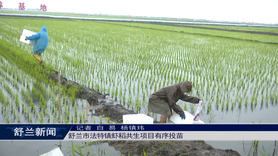 奋进&ldquo;十五五&rdquo; | 舒兰市法特镇虾稻共生项目有序投苗