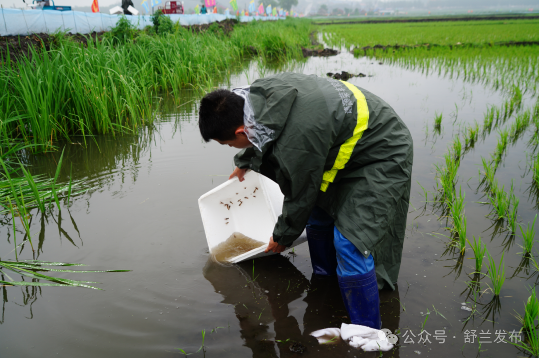 奋进&ldquo;十五五&rdquo;  | 450万尾小龙虾&ldquo;入住&rdquo;！舒兰市法特镇虾稻共生项目有序投苗