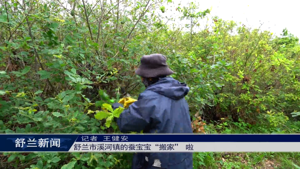 舒兰市溪河镇的蚕宝宝&ldquo;搬家&rdquo; 啦！