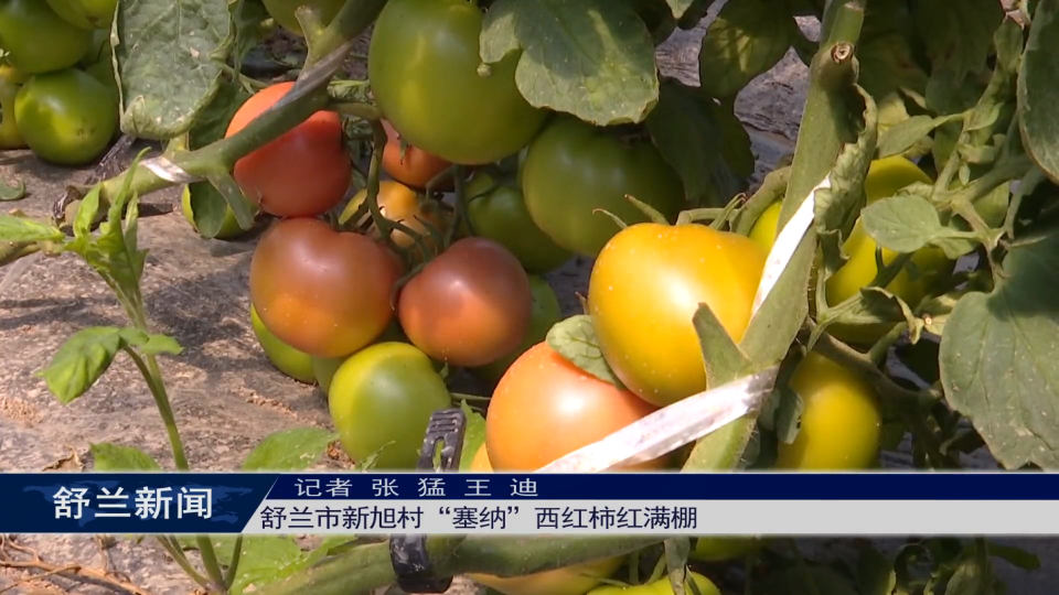 奋进&ldquo;十五五&rdquo; | 舒兰市新旭村&ldquo;塞纳&rdquo;西红柿红满棚