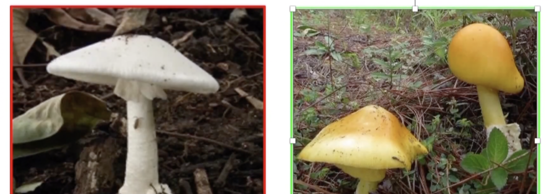不认识毒蘑菇？野生菌&ldquo;数字百科全书&rdquo;来了！