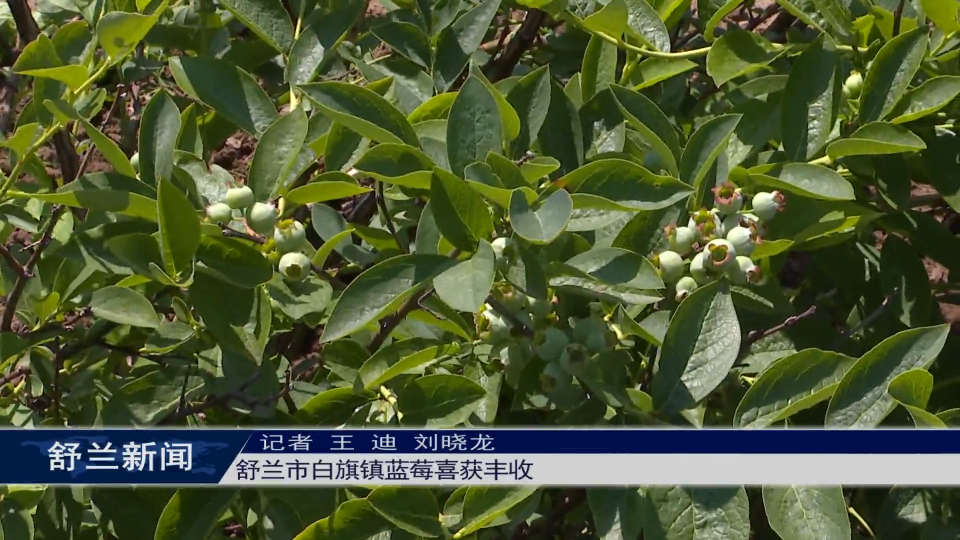 奋进&ldquo;十五五&rdquo; | 舒兰市白旗镇蓝莓喜获丰收