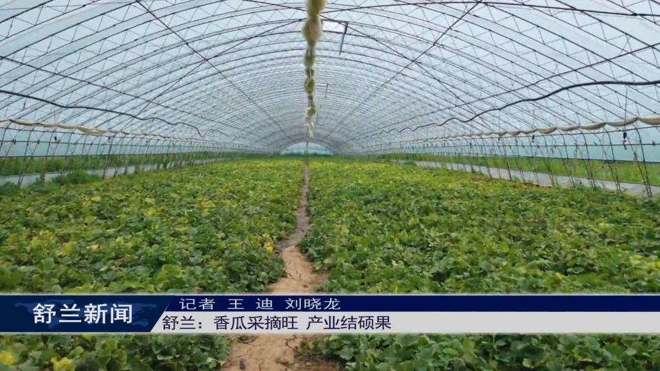 舒兰：香瓜采摘旺 产业结硕果