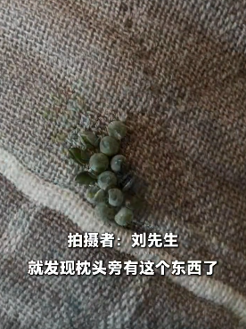 男子一觉醒来枕巾长&ldquo;多肉&rdquo;，吓得把枕巾丢了，紧急提醒：近期大量出现，别用手摸！