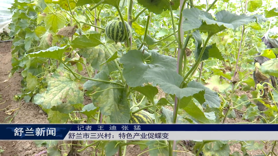 舒兰市三兴村：特色产业促蝶变