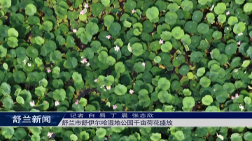 ​舒兰市舒伊尔哈湿地公园千亩荷花盛放