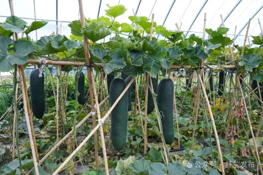错峰种植四季供货 舒兰朝阳冬瓜产业做强村集体经济