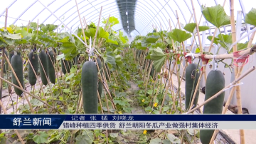 错峰种植四季供货 舒兰朝阳冬瓜产业做强村集体经济