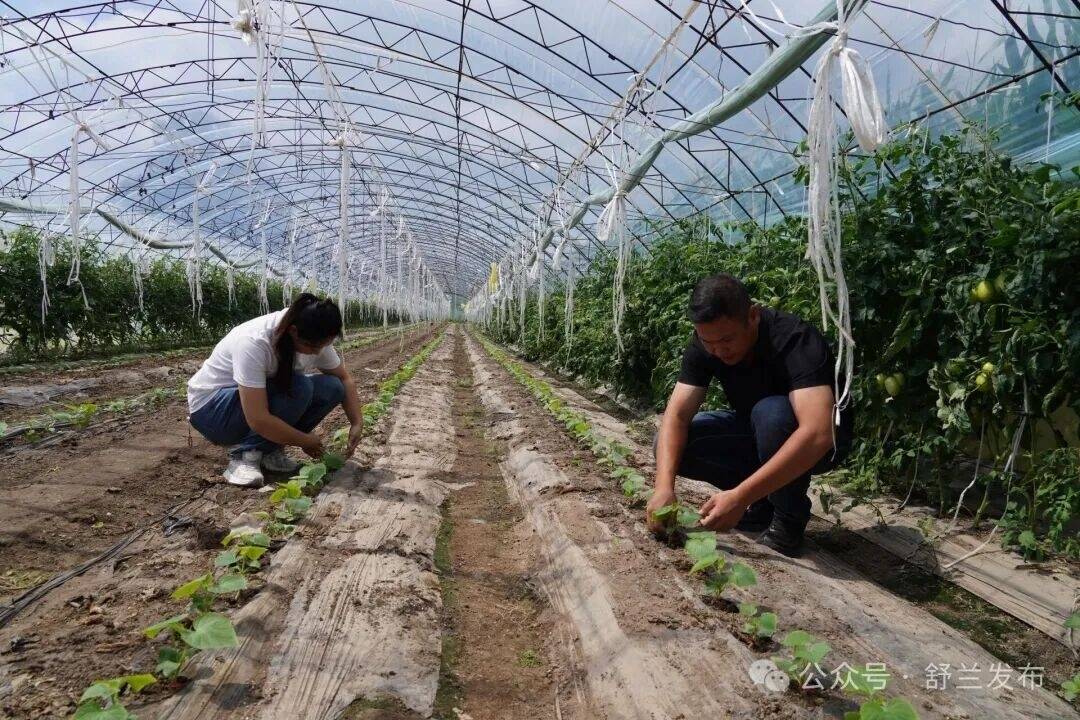 舒兰朝阳：科技赋能黄瓜产业提质增效