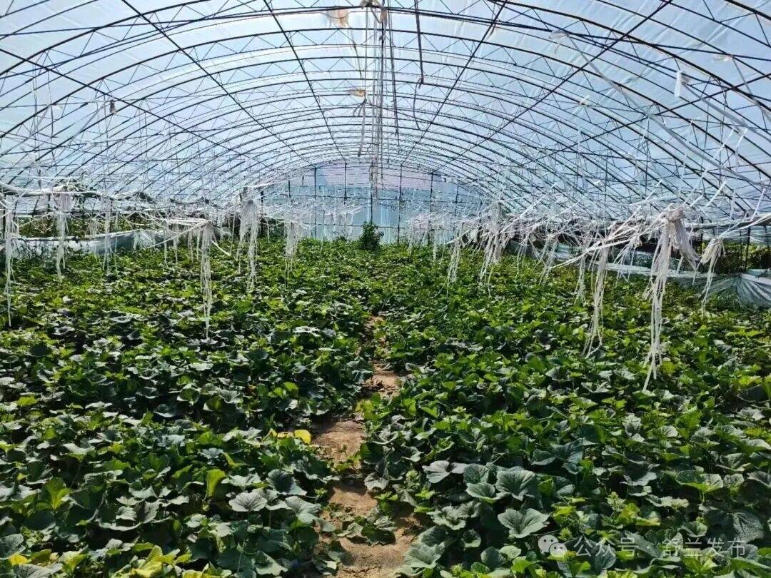 舒兰市新旭村：瓜香飘满棚 增收有盼头