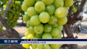 舒兰四合采摘园进入旺季