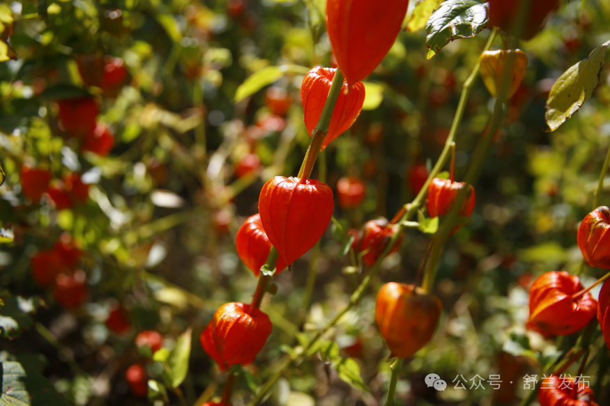 舒兰莲花：小菇娘结出富民大产业
