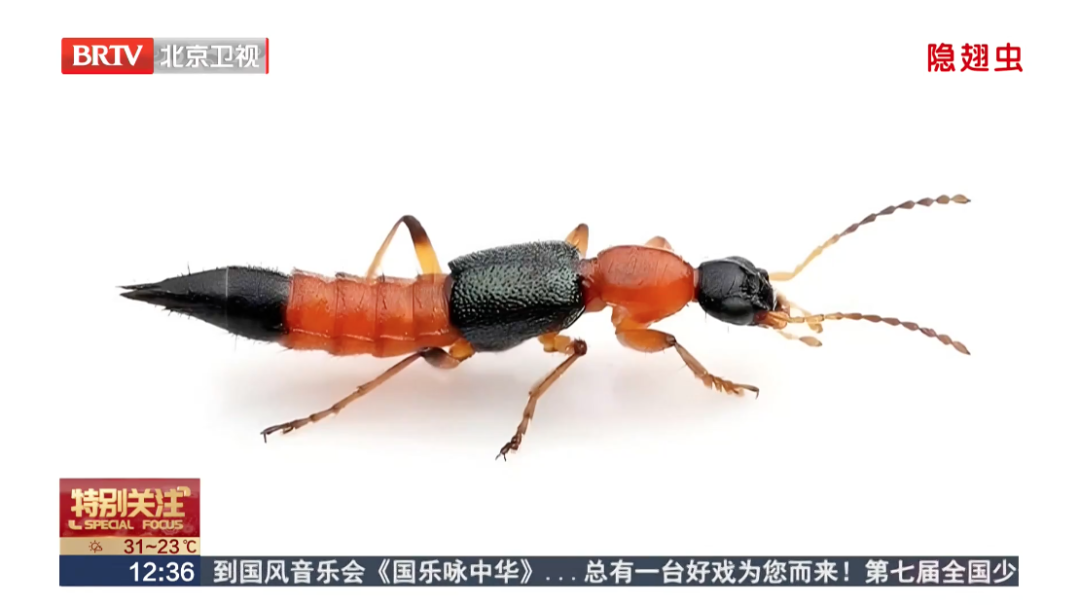 北方多地已出现，被称为&ldquo;飞行的硫酸&rdquo;？紧急提醒