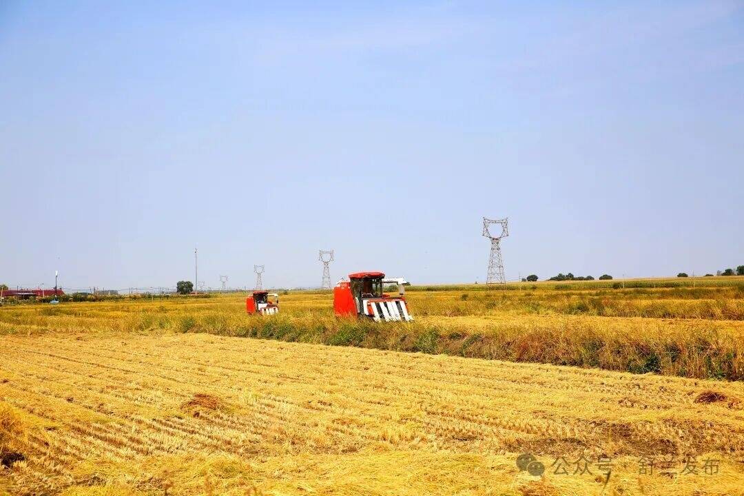 舒兰：稻浪翻涌收割忙 颗粒归仓庆丰年