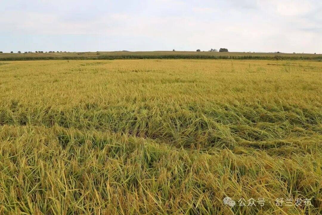 风吹稻浪收割忙！舒兰恒林村田间好&ldquo;丰&rdquo;光
