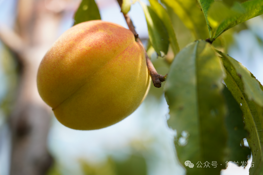 舒兰市金红娃采摘园：金秋果飘香 采摘正当时