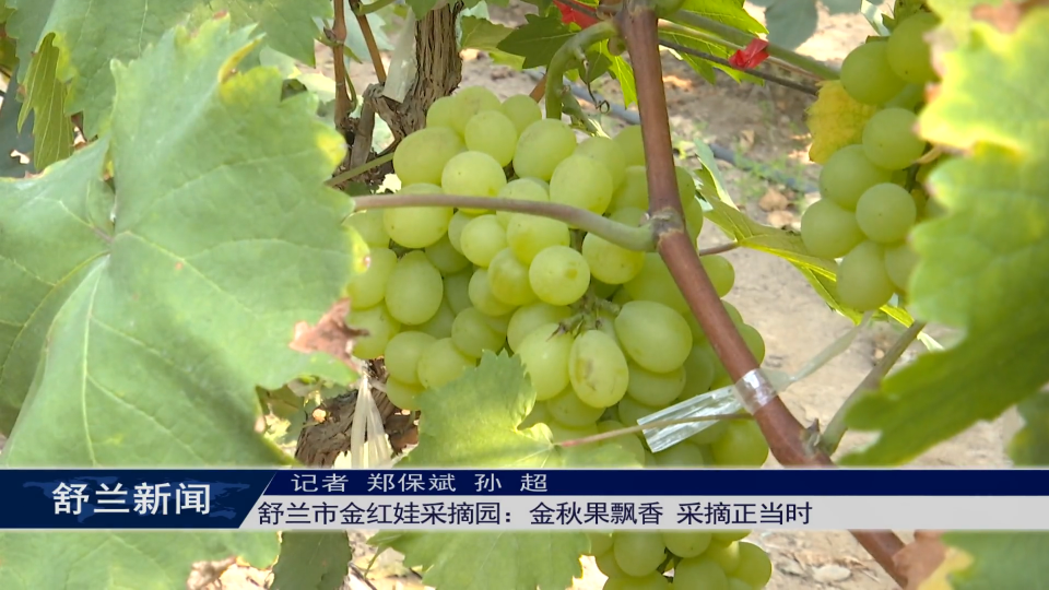 舒兰市金红娃采摘园：金秋果飘香 采摘正当时